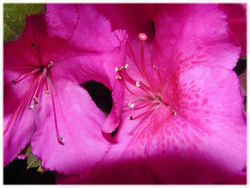 Azalea Closeup 2007