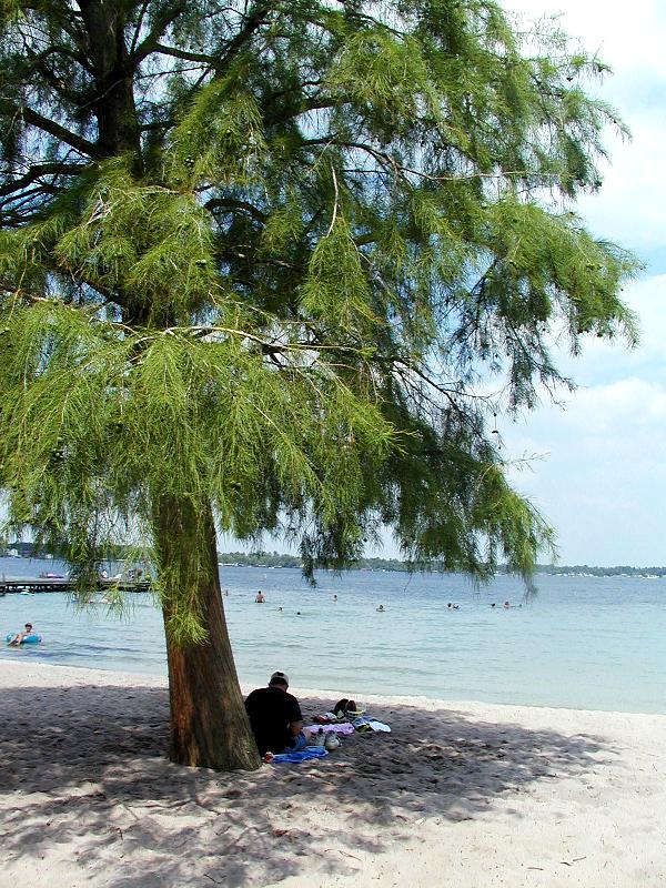 Shade Tree