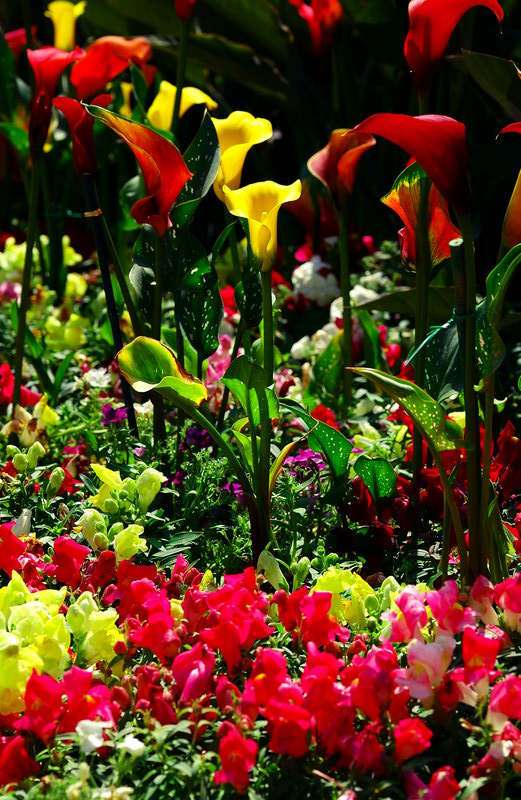 Flower Show 2006