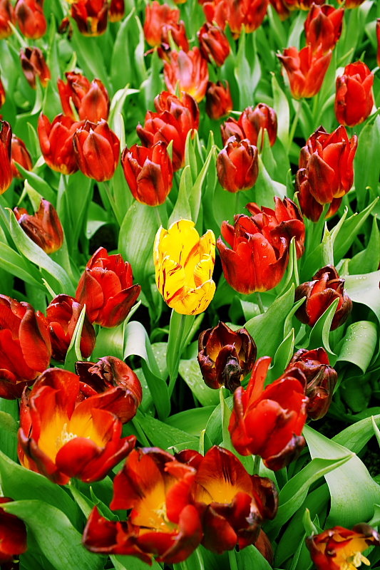 Flower Show 2007