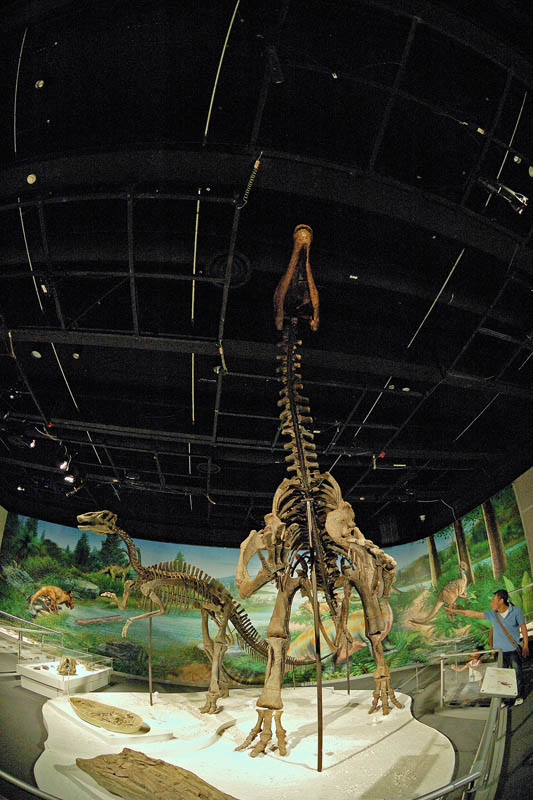 About Dinosaur 恐龍