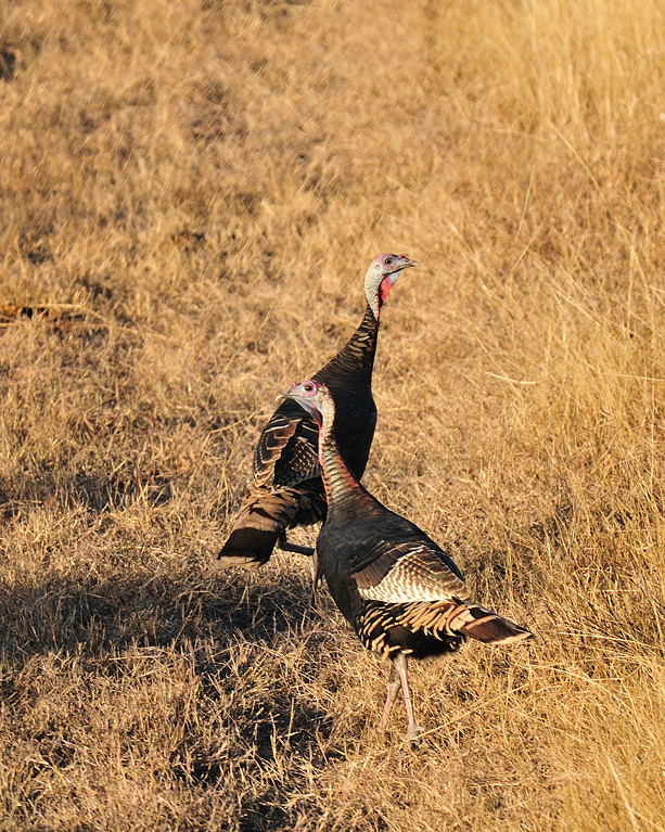 NOV_9159 Rio Grande Turkeys