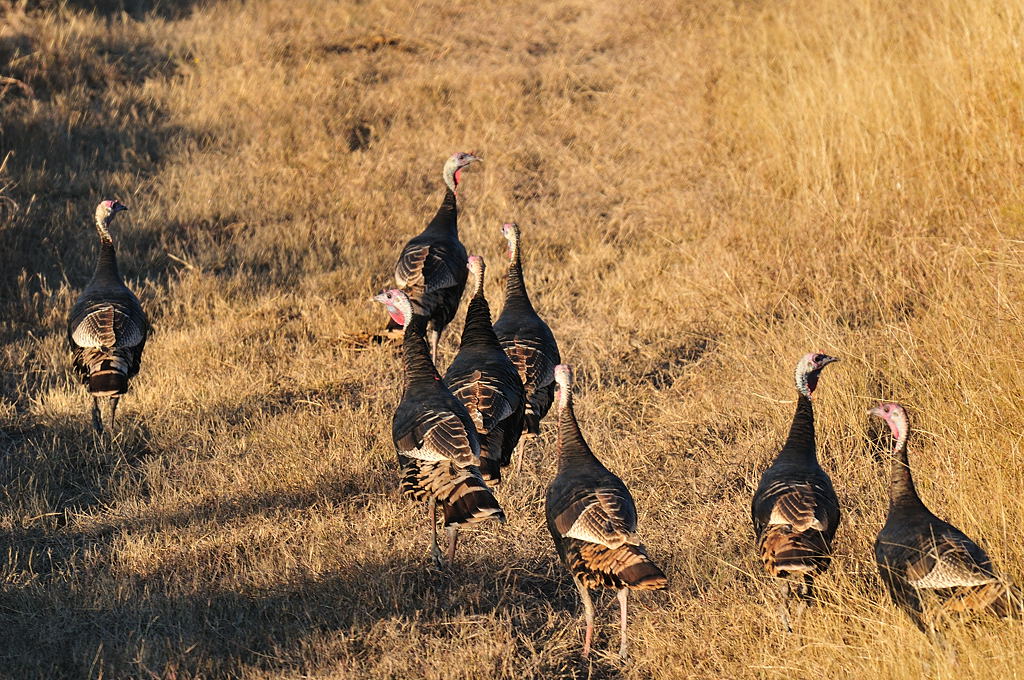 NOV_9166 Hen Party: Rio Grande Turkeys