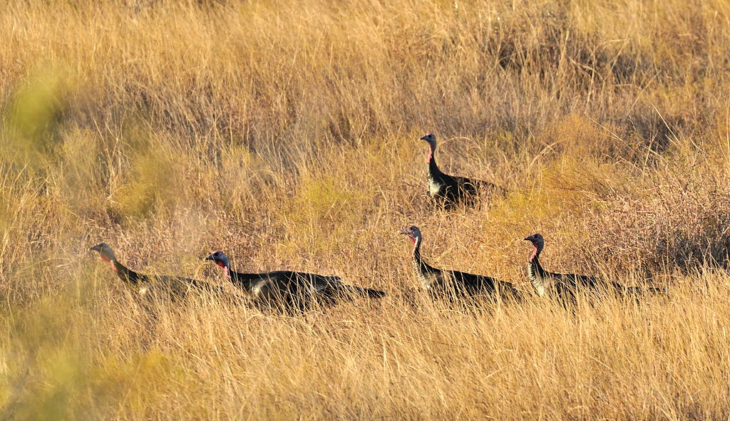 NOV_9185 Rio Grande Turkeys