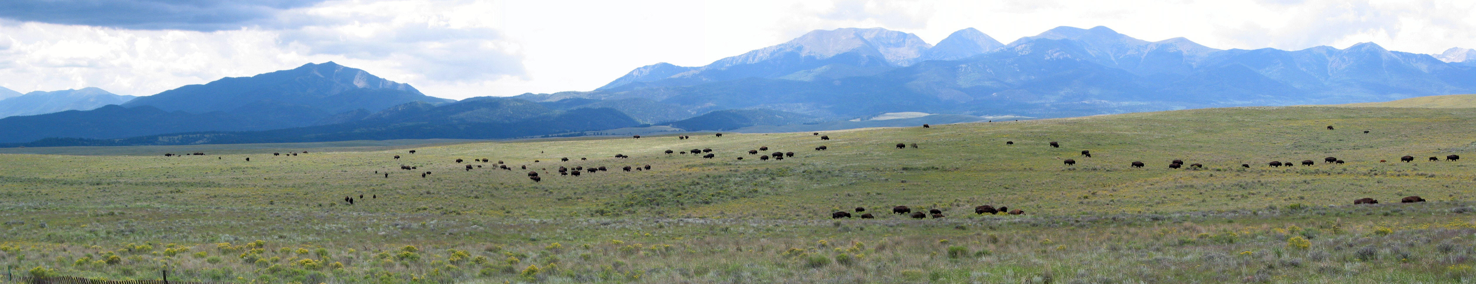 Tatanka!  Wolf River Ranch