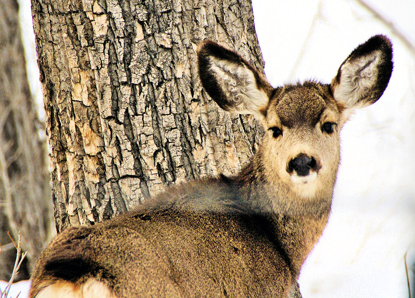 Buena Vista, Co. Mulie