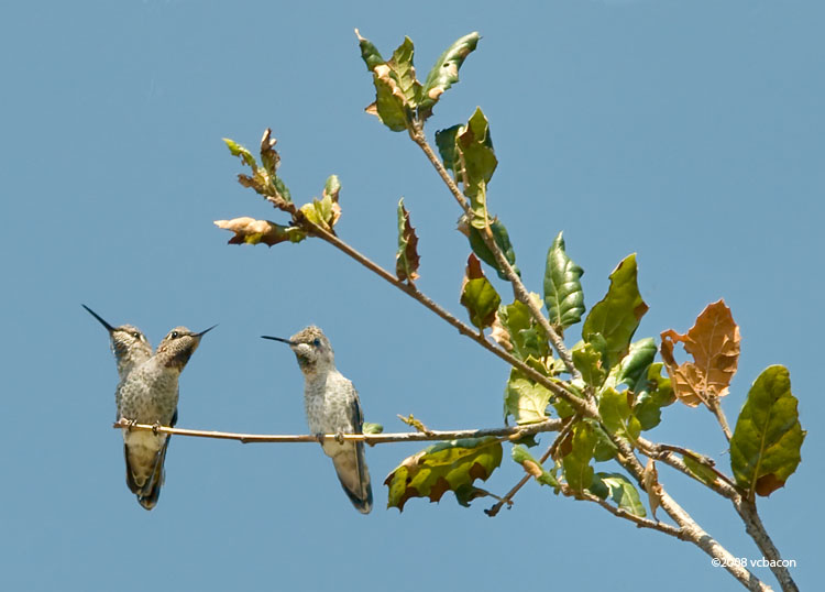 Humming Away!