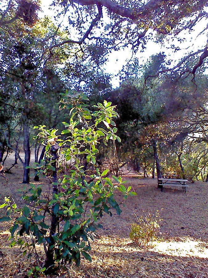 Toyon basking in the evening light