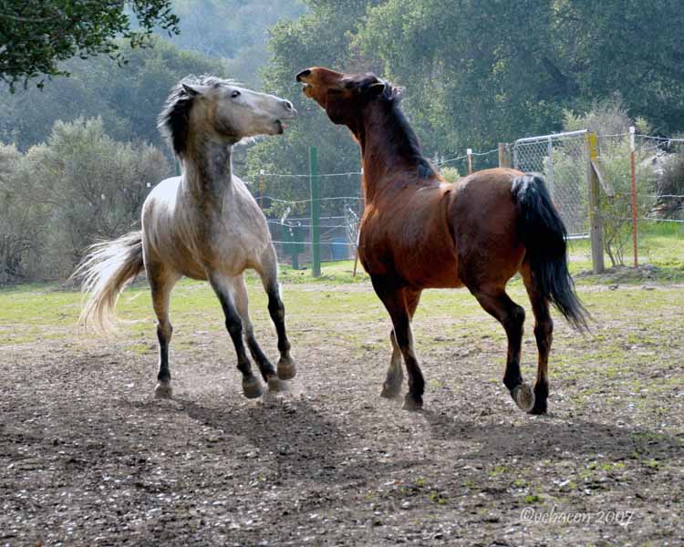 Frisky Colts