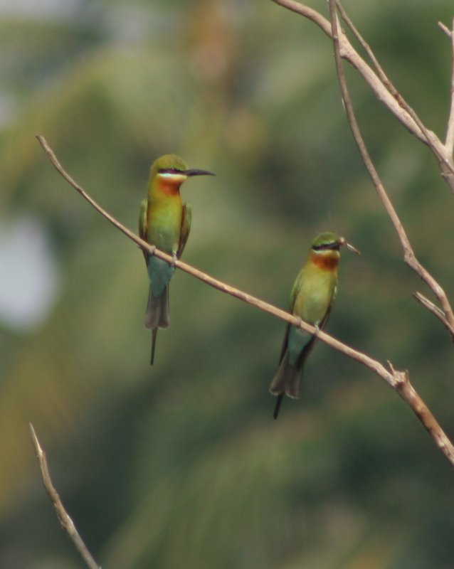 Blue tailed bee-eater