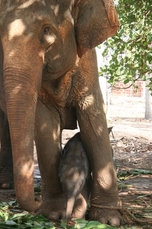 4 Day old babay Elephant