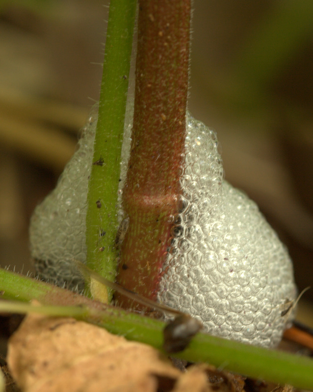 spittle bugs nest