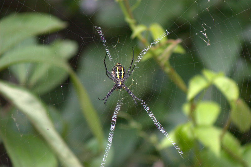 Signature spider