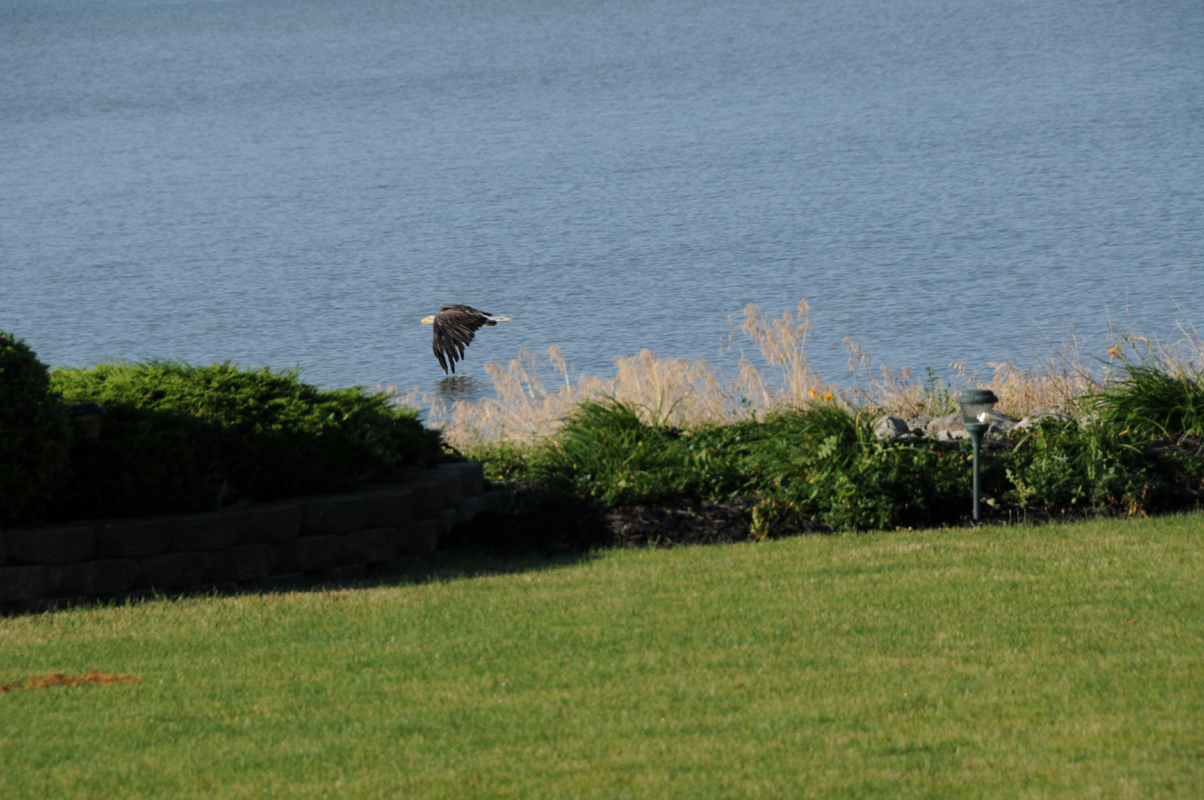 Eagle on the Run