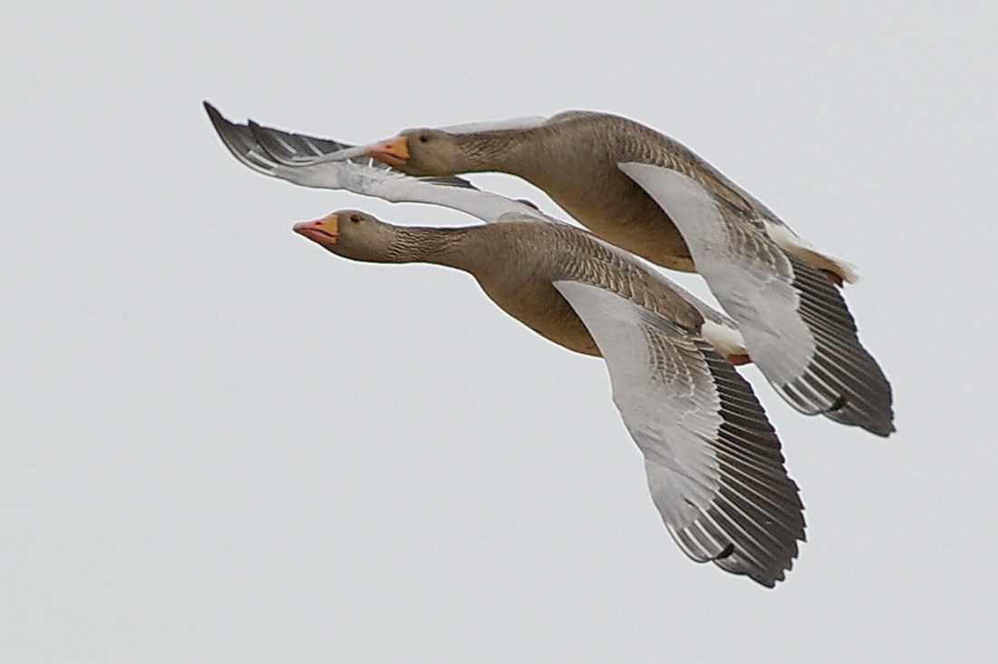 Gsir - Geese