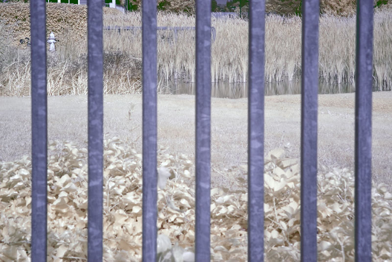 Through the Fence