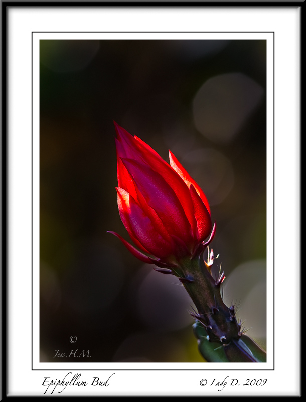 Epiphyllum Bud