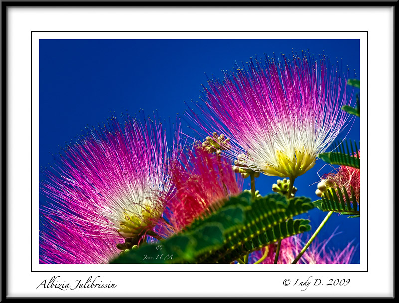 Silk Tree Flower