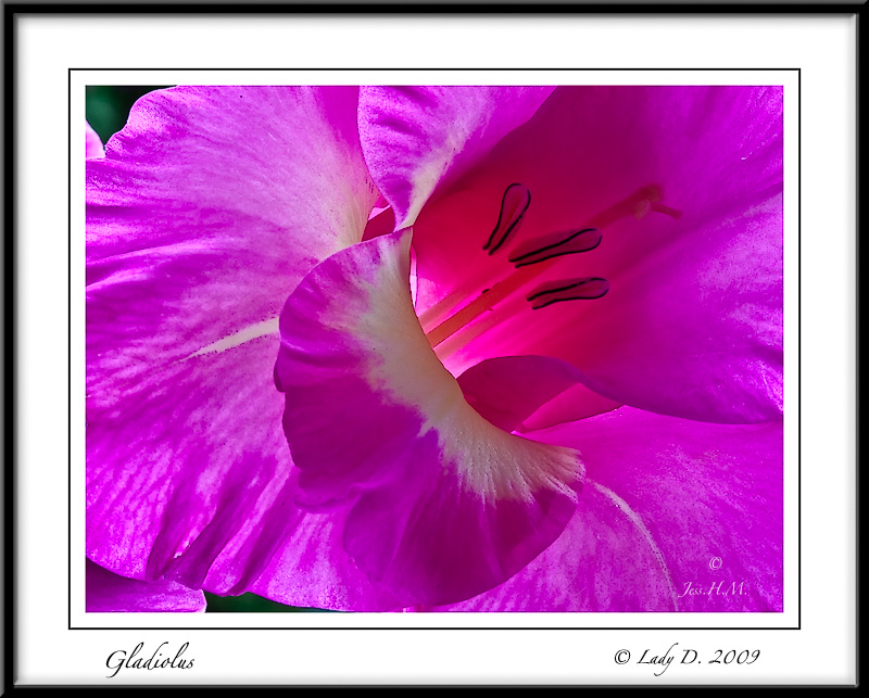 Gladiolus