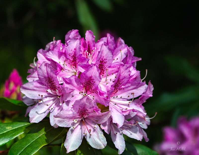 Rhododendron Time