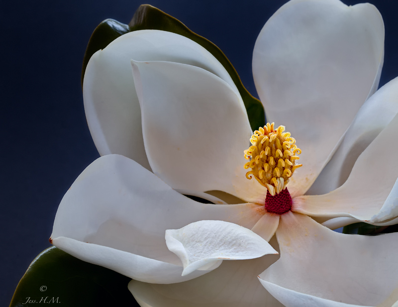 Magnolia Grandiflora