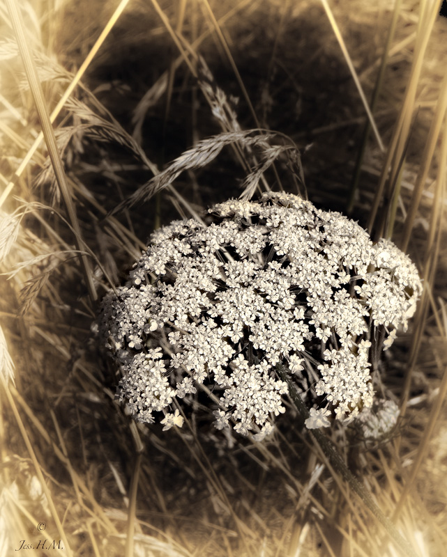 Queen Annes Lace in Grass
