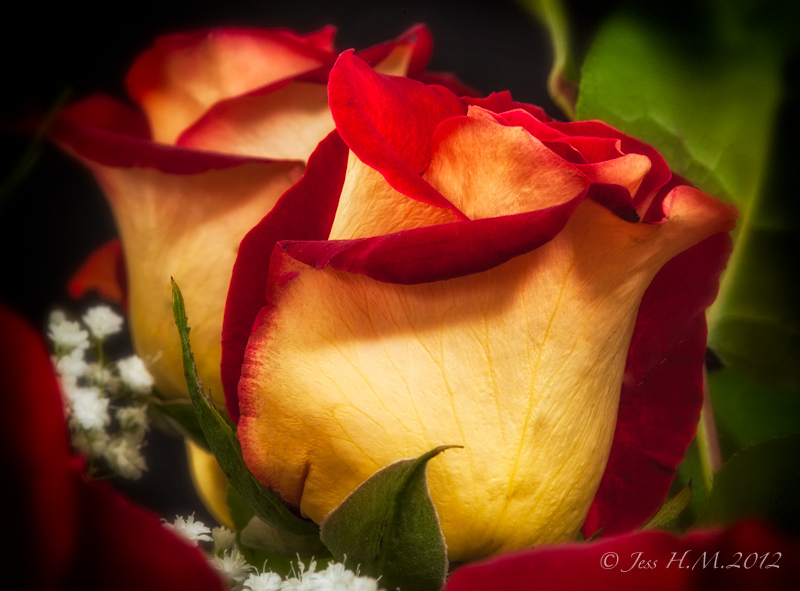 Anniversary Roses