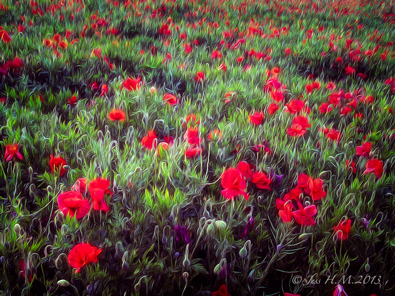 Poppy Field 