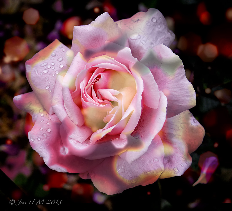 Only a Rose