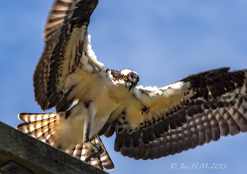 Osprey Nest Building