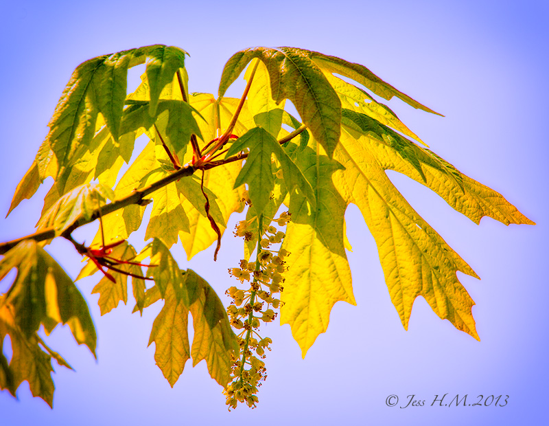 Maple Blossoms