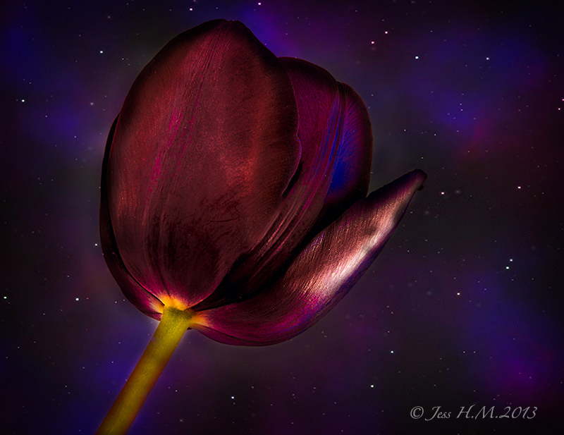  Starry Night Tulip