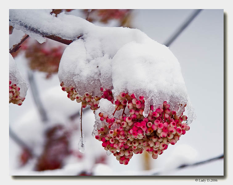 Snow comes to Vancouver Island.