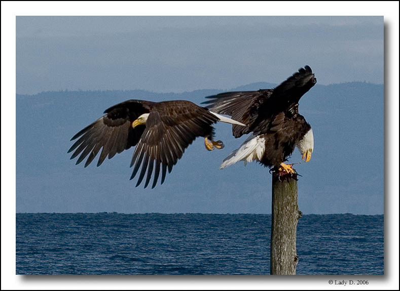 Bald Eagles argument over lunch