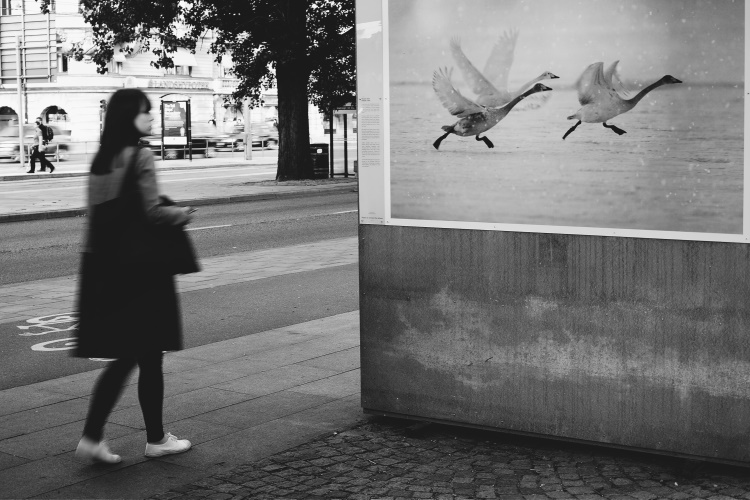 la fuga delle anatre [ducks on the run]