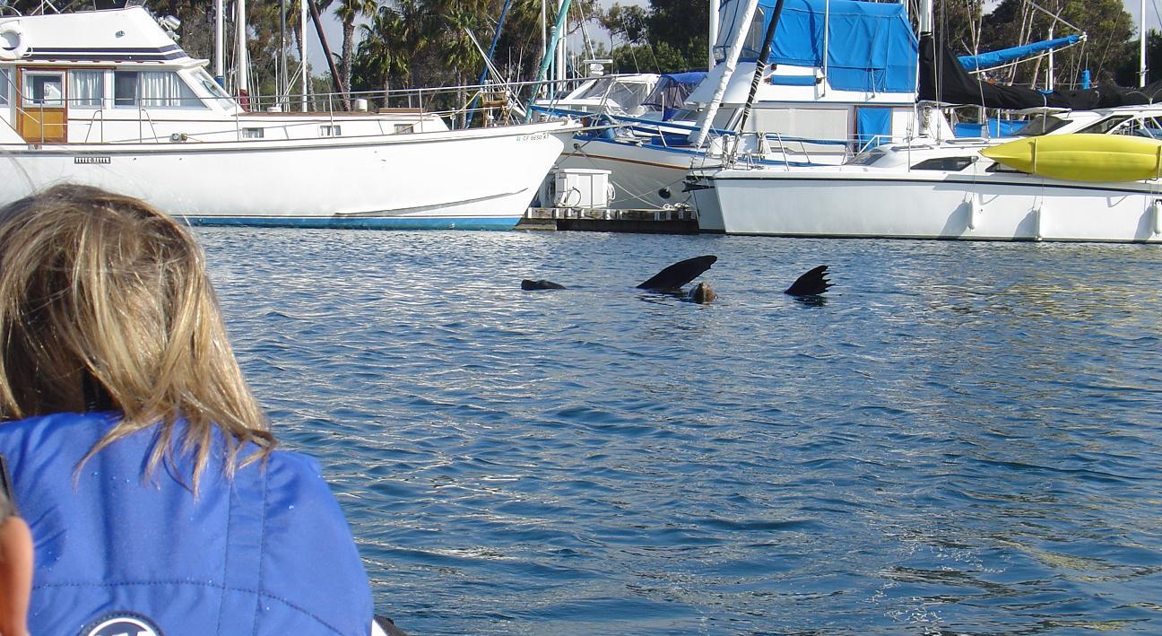 kayaking with sea lions