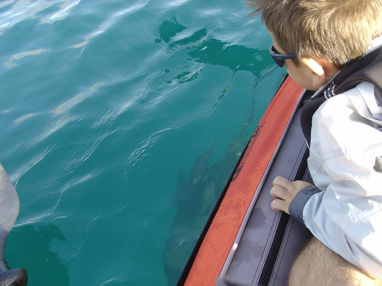 sea lions passing below the boat