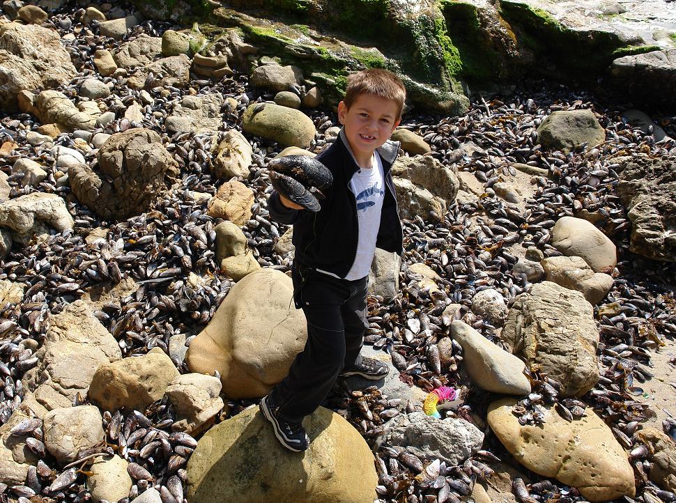 Big mussel