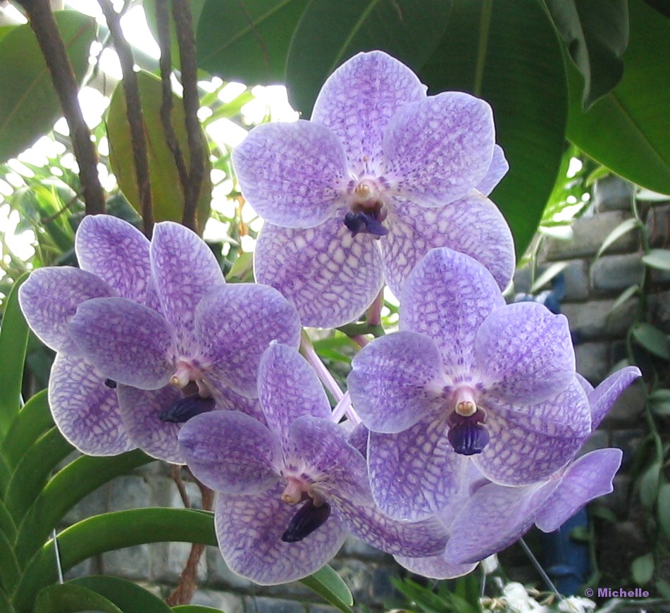 106_0670_Orchides.jpg