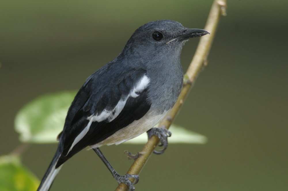 Magpie Robin, Oriental