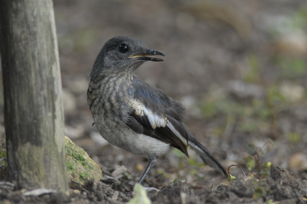 Magpie Robin, Oriental