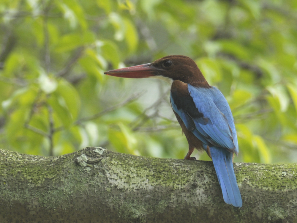 <a class=c6>Kingfisher, White Throated</a>