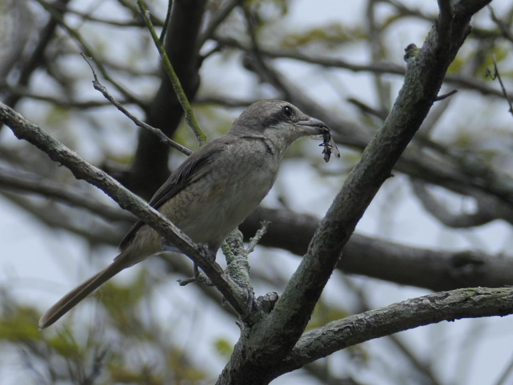 Shrike, Brown