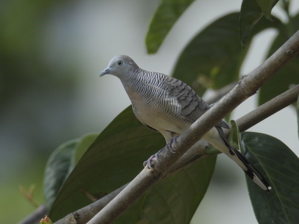 <a class=c2>Dove, Peaceful</a>
