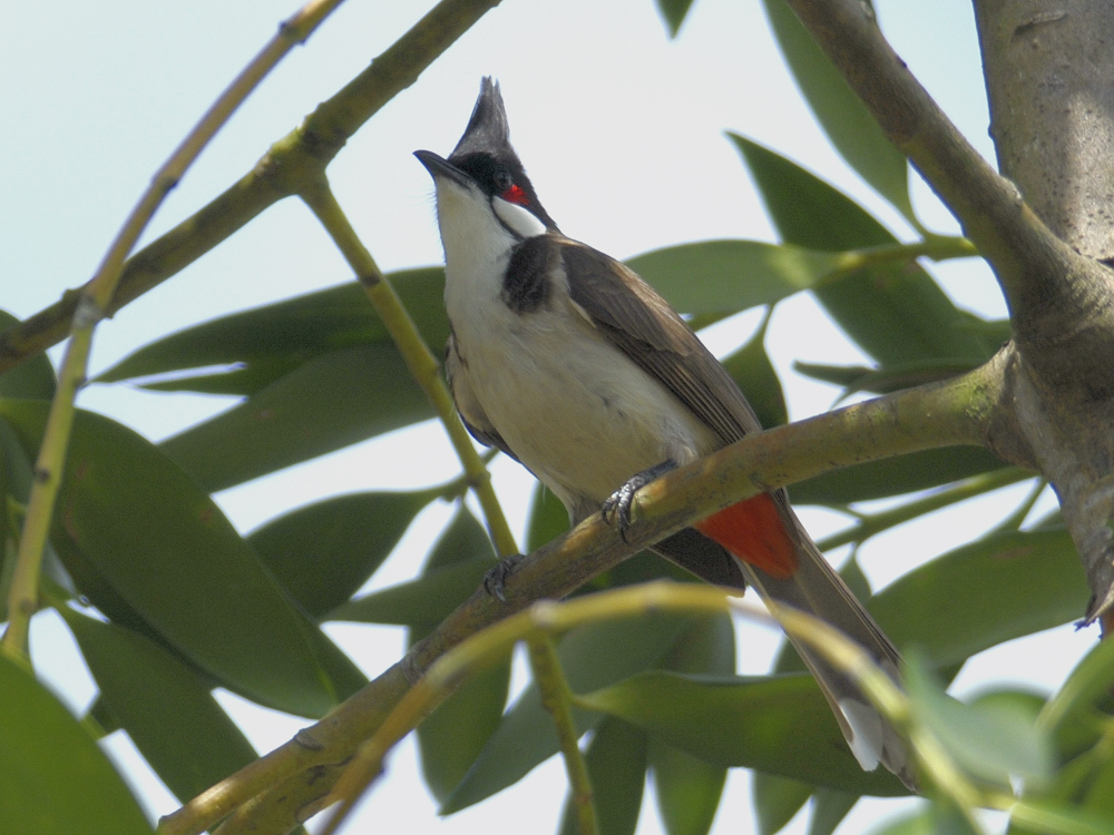 <a class=c1>Bulbul, Red-Whiskered</a>