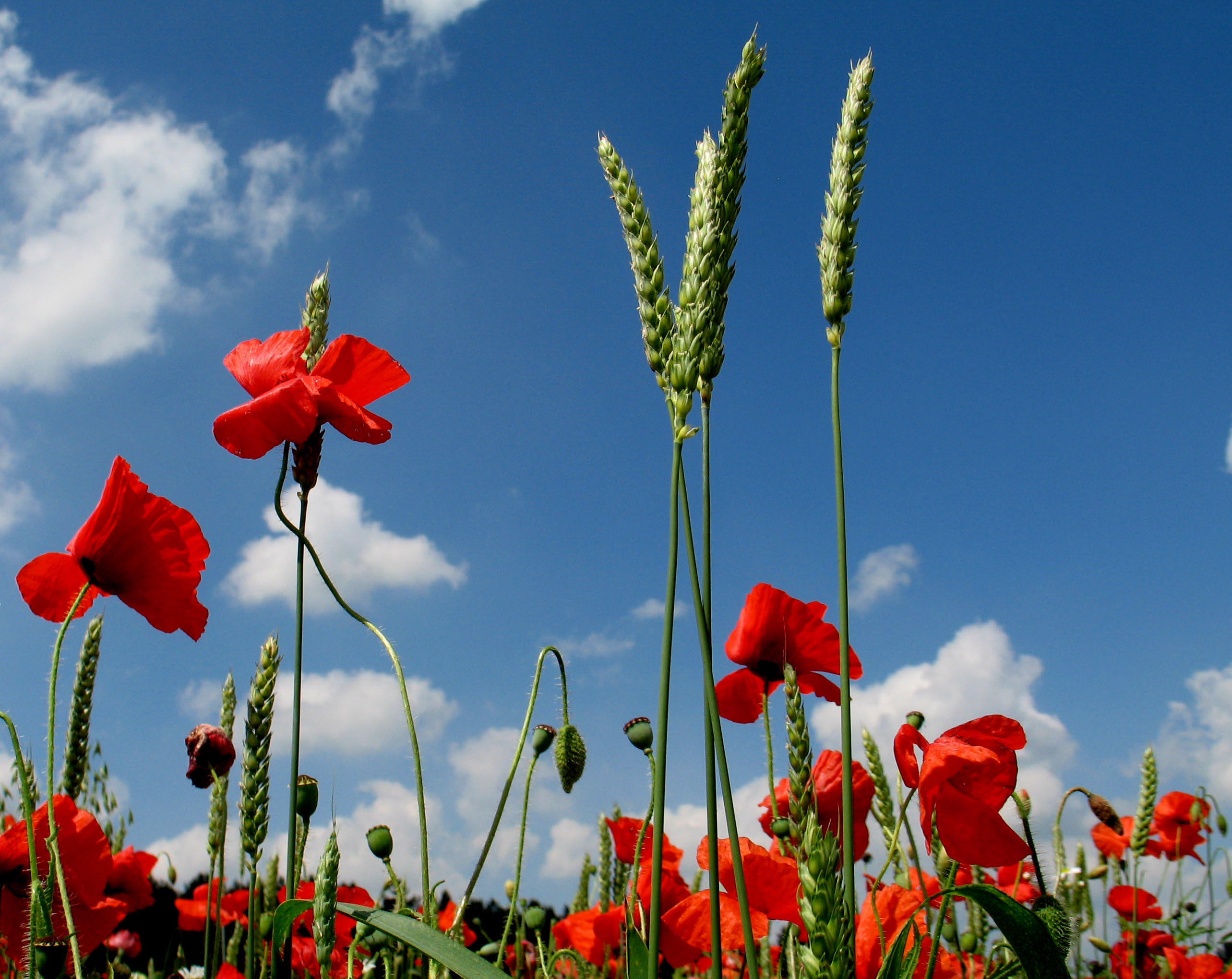 poppies