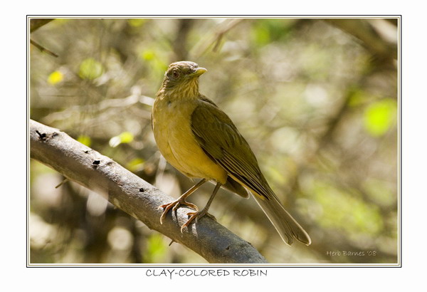 RARE U. S. BIRDS AND STRAYS