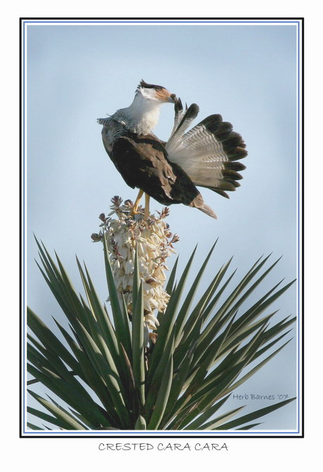 TROPICAL U. S. BIRDS FOUND ALONG THE RIO GRANDE IN SOUTHERN TEXAS