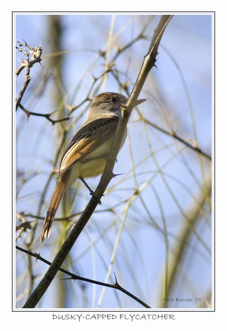RARE U. S. BIRDS AND STRAYS