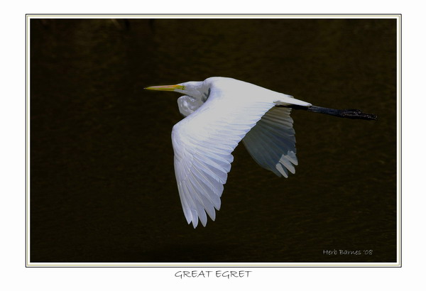 FLYING BIRDS